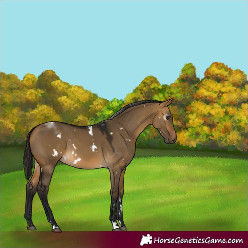 Horse Color:Gray White Spotted Buckskin Dun 