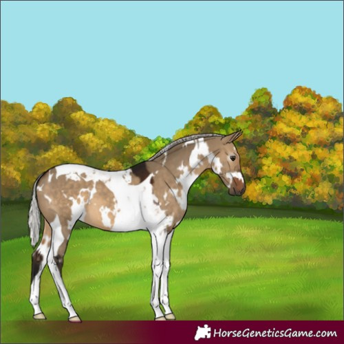 Horse Color:Gray White Spotted Silver Brown Dun Tobiano 