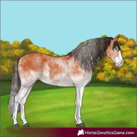 Horse Color:White Spotted Bay Splash and White Spotted Bay Splash