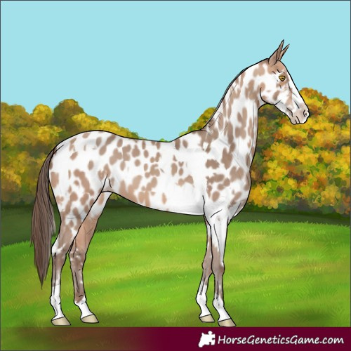 Horse Color:Amber Champagne Splash Tobiano Appaloosa and Amber Champagne Splash Tobiano Appaloosa