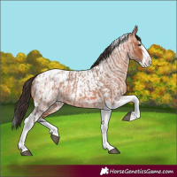 Horse Color:Bay Roan Splash Tobiano Appaloosa and Bay Roan Splash Tobiano Appaloosa