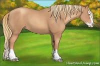 Horse Color:Gold Champagne Sabino Splash