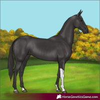 Horse Color:Smoky Black Tobiano