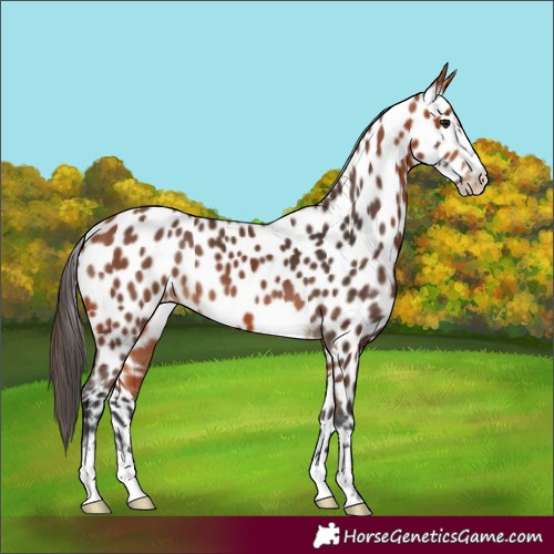 Horse Color:Bay Appaloosa 