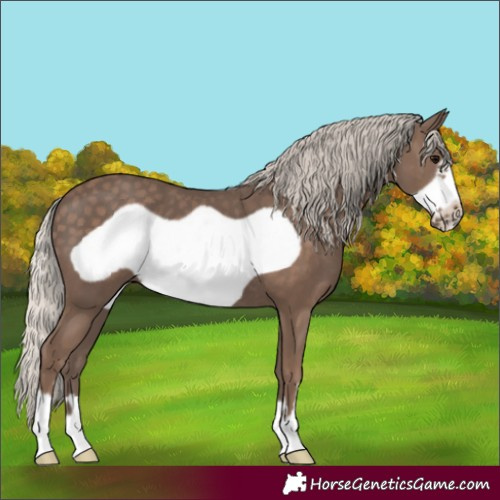 Horse Color:Silver Black Frame 
