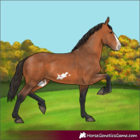 Horse Color:Bay Frame 