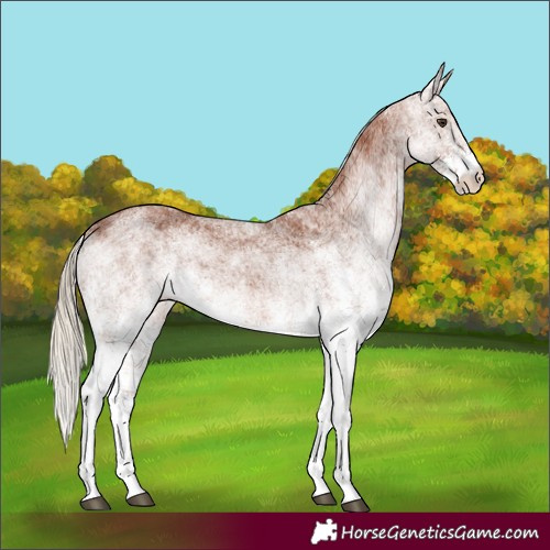 Horse Color:White Spotted Chestnut 