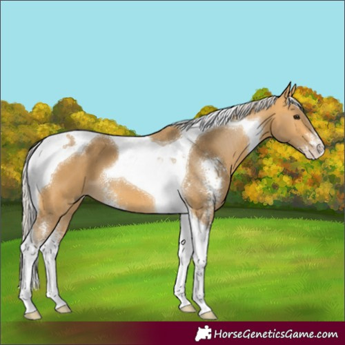 Horse Color:Silver Buckskin Sabino Tobiano 