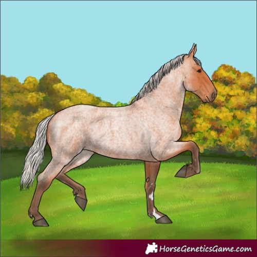 Horse Color:Silver Bay Roan