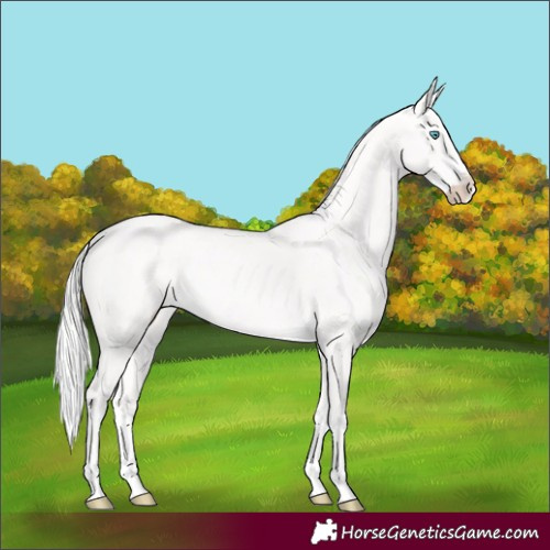 Horse Color:Cremello Rabicano 