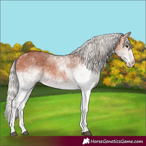 Horse Color:White Spotted Silver Bay