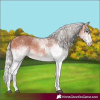 Horse Color:White Spotted Silver Bay 
