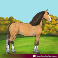 Horse Color:Buckskin Splash