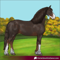 Horse Color:Liver Chestnut Sabino 