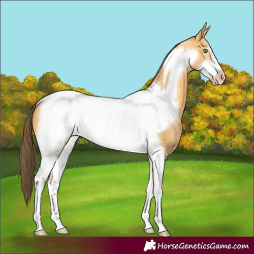 Horse Color:Amber Cream Champagne Tobiano Frame Rabicano 