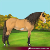 Horse Color:Buckskin Frame 