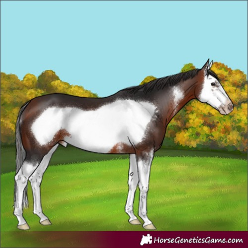 Horse Color:Bay Sabino Splash Frame 
