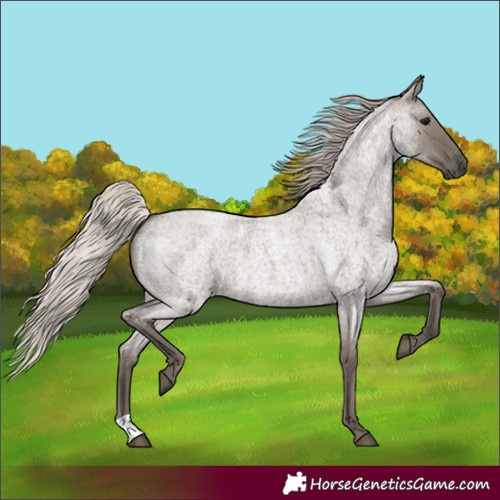 Horse Color:Silver Grullo Roan 