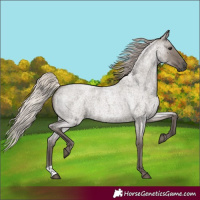 Horse Color:Silver Grullo Roan 