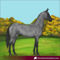 Horse Color:Blue Roan 