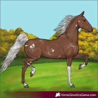 Horse Color:White Spotted Silver Black Tobiano 
