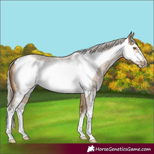Horse Color:Silver Buckskin Roan Sabino Frame 