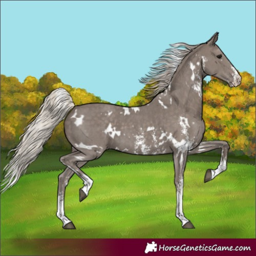 Horse Color:White Spotted Silver Black Sabino 