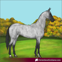 Horse Color:Blue Roan 