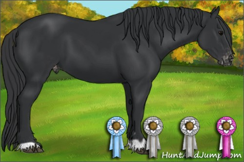 Horse Color:Black Appaloosa 