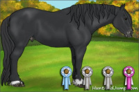 Horse Color:Black Appaloosa 