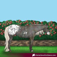 Horse Color:Midnight Palomino Ice Sabino Appaloosa