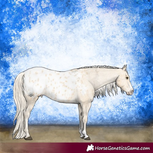 Horse Color:Palomino Ice Sabino Appaloosa 