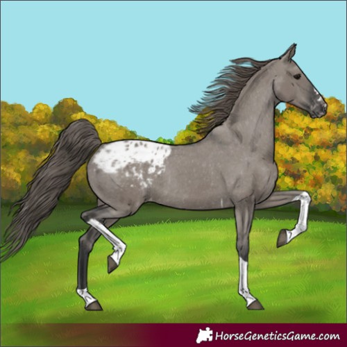 Horse Color:Grullo Tobiano Appaloosa Rabicano 
