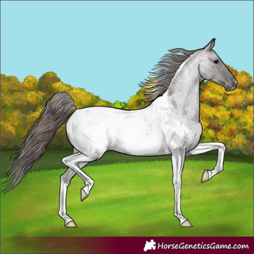 Horse Color:Grullo Roan Tobiano Appaloosa 