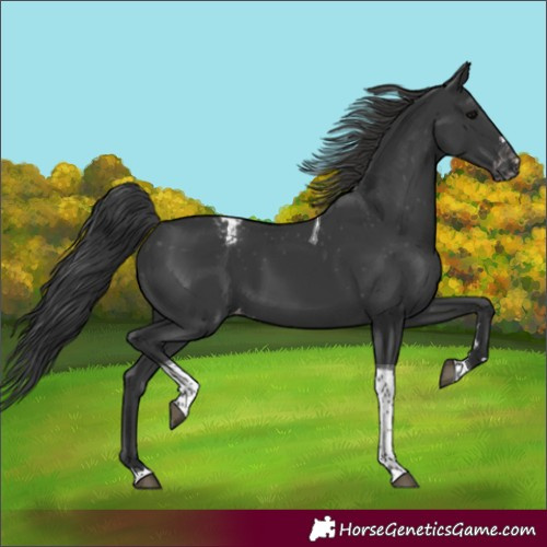 Horse Color:Black Tobiano Appaloosa 