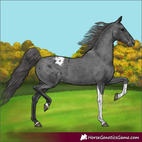 Horse Color:Unknown 