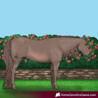 Horse Color:Platinum Chestnut 