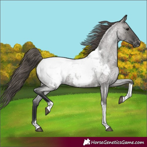 Horse Color:Grullo Roan Tobiano Appaloosa 