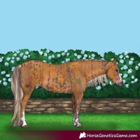 Horse Color:Gray Nacre Chestnut  and Gray Gold Cream Champagne 