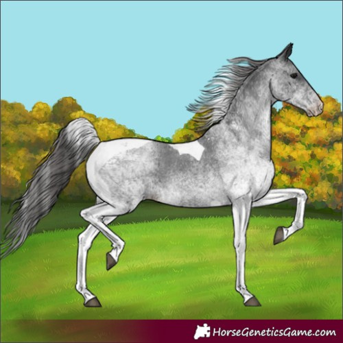 Horse Color:White Spotted Black Tobiano Appaloosa 