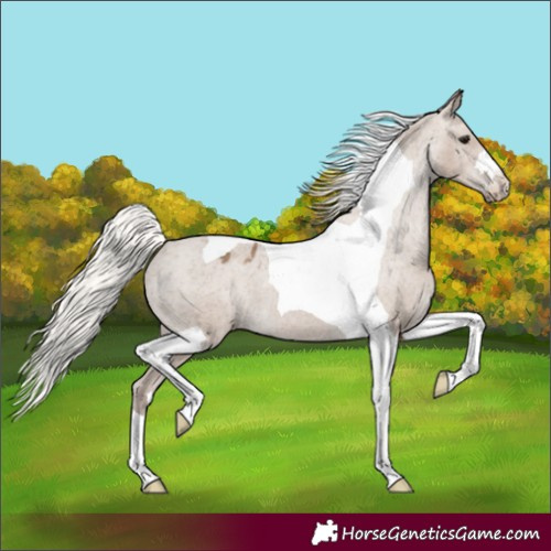 Horse Color:Silver Grullo Tobiano Appaloosa 
