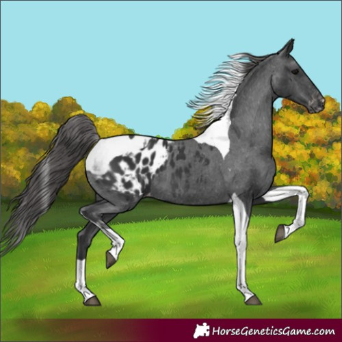 Horse Color:Black Tobiano Appaloosa 