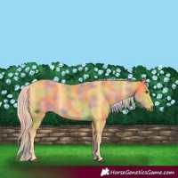 Horse Color:Nacre Palomino 
