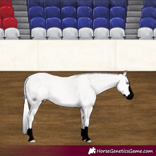 Horse Color:Void Cremello Splash 