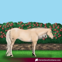 Horse Color:Void Palomino Pearl 