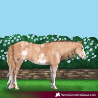 Horse Color:Gold Champagne Splash Rabicano  and White Spotted Gold Champagne Splash 
