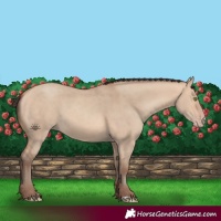 Horse Color:Amber Champagne Dun Rabicano 