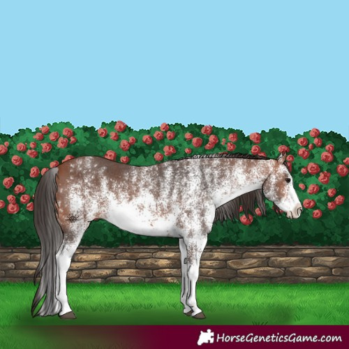 Horse Color:White Spotted Bay