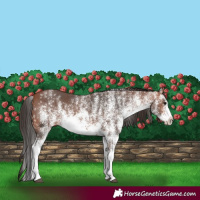 Horse Color:White Spotted Bay 