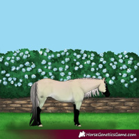 Horse Color:Void Watercolor Palomino Dun Splash 